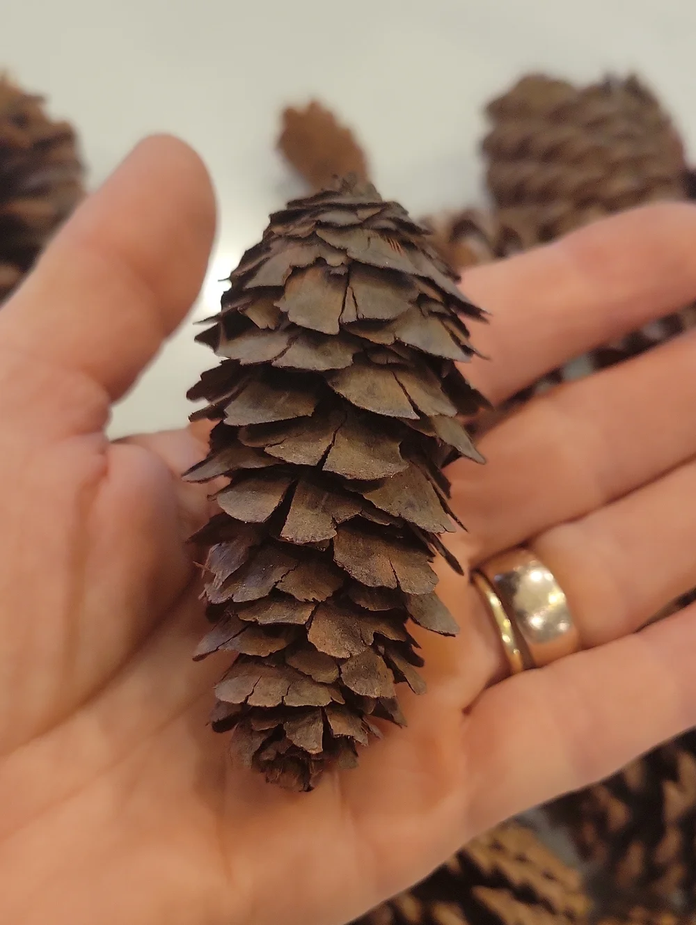 Real Pinecone Bundle